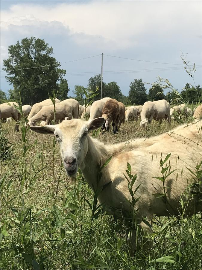 Готель Agriturismo Corte Salandini Понті-суль-Мінчіо Екстер'єр фото